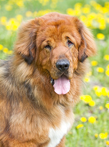 在绿草的纽芬兰犬种图片