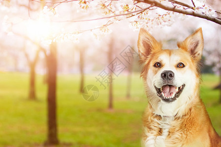 美华州盛顿公园快乐的混合品种狗太阳耀斑图片