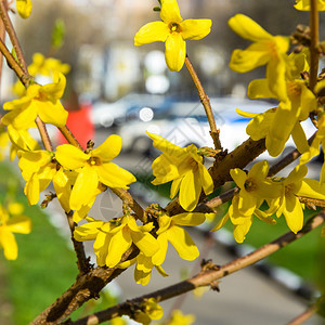 Forsythia树花图片