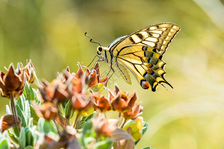 PapilioMachaon蝴蝶图片