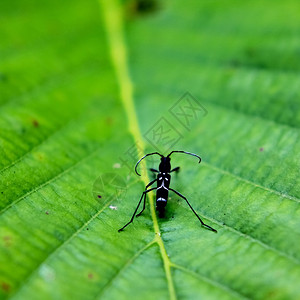 叶子上的摩羯座甲虫图片