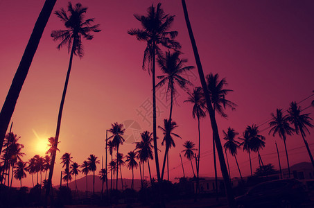热带海岸的椰子树复古色调暖色调图片