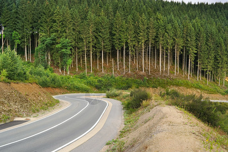 松树和蜿蜒的道路图片