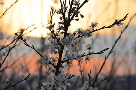 开花的树枝的明亮的阳光图片