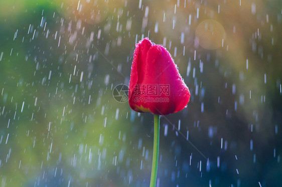 春雨中水滴中的红色郁金香图片