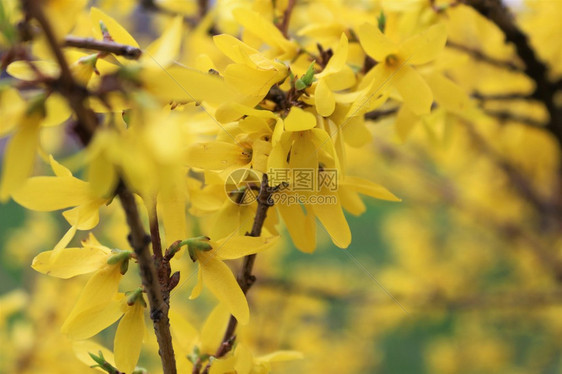 黄色花朵自然背景模图片