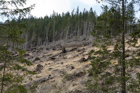 森林被砍伐变成一片干图片