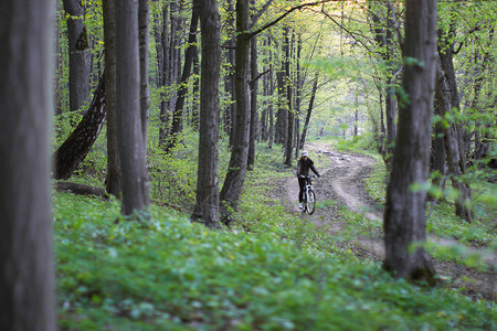 骑自行车者沿着这条路穿过绿林之图片