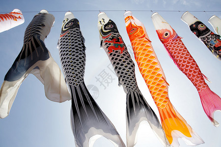 日本鲤鱼风筝飘带图片