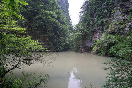 大峡谷的底部有溪流围绕小溪水的森林和图片