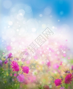 阳光花卉自然背景图片
