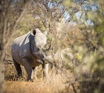 白犀牛WhiteRhino或犀牛Rhinoceros在非洲博图片