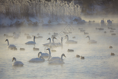 清晨天鹅和鸭子在阿尔泰湖Svet图片