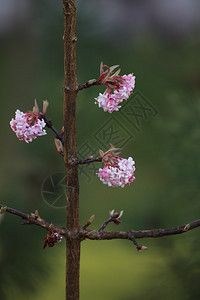 原生植物Viburnumxbodnantensens的早图片