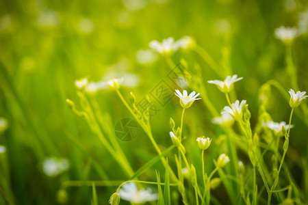 美丽的白色野生花朵开花青草花小鸡毛图片