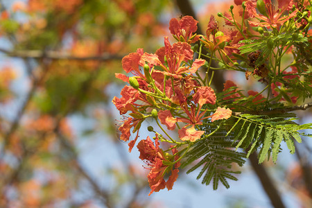 在公园里开花的孔雀花火图片