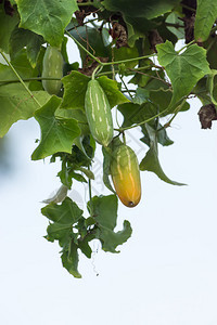 IvyGourd果子和叶子蔬图片