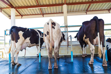 农场里的奶牛准备挤奶挤奶设施背景图片