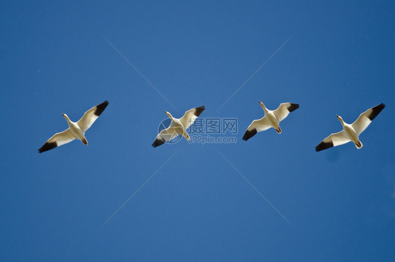 四只雪雁在蓝天飞翔图片