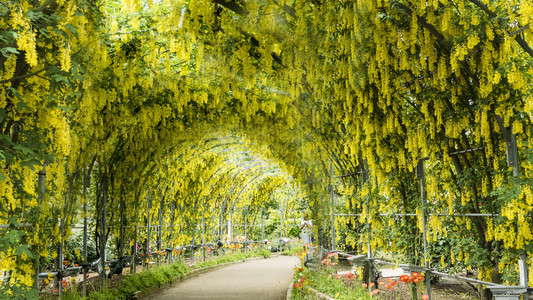 春花系列花园里的紫藤花架图片