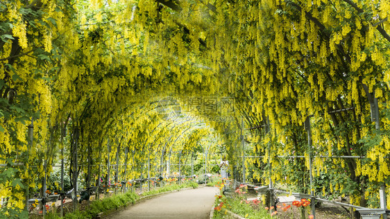 春花系列花园里的紫藤花架图片