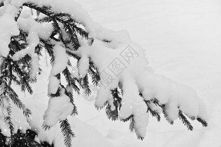 冬季森林冬季风景雪覆图片