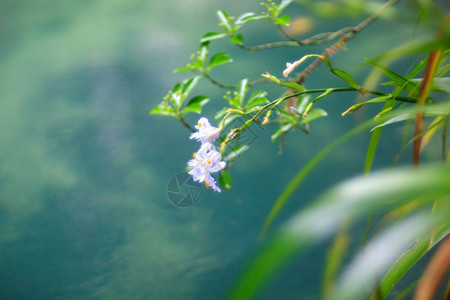 春天的花朵特写图片