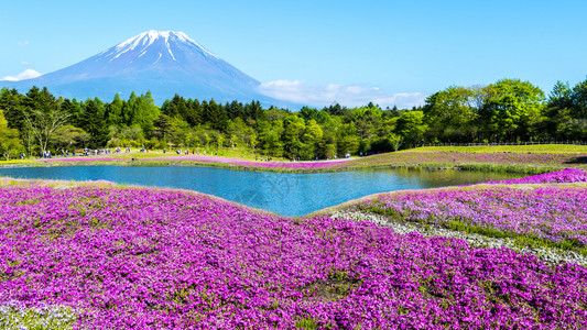 富士山下美丽的花海高清图片