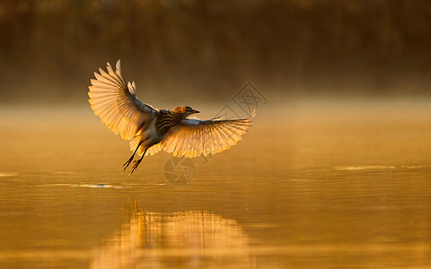印度池塘苍鹭在早晨飞翔图片