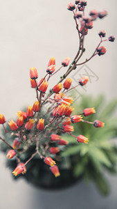 绿色仙人掌中盛开的多彩红花朵背景图片