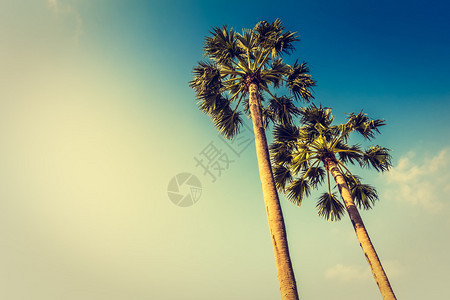 蓝天空背景的美丽的椰子棕榈树传统过滤器和图片