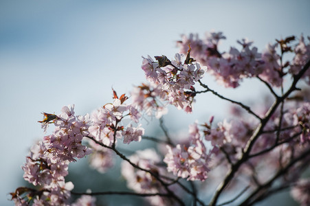 樱花柔和焦点樱花季节在莫斯科图片