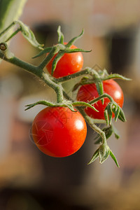 种植农场的树上的樱桃番茄莱科佩西翁图片