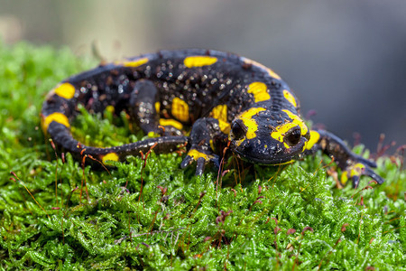 salamandre生活在中欧低沉的森林中图片