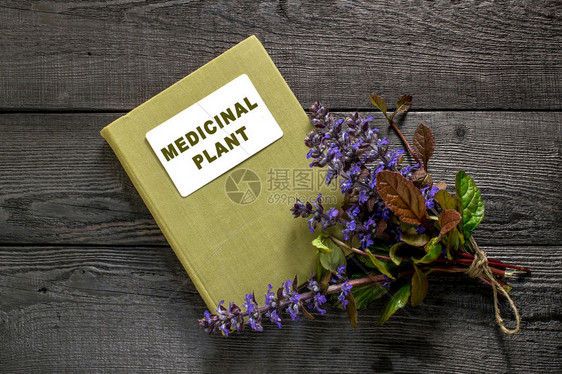 药用植物Ajugareptans和草药手册可食用植物图片