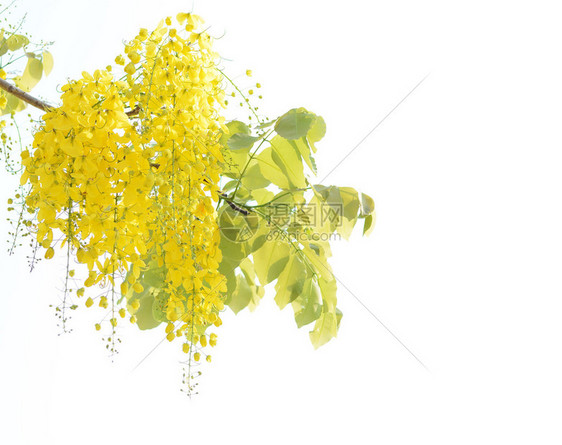 黄色花金雨树图片