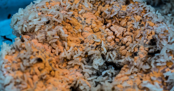 烂米饭里的真菌图片