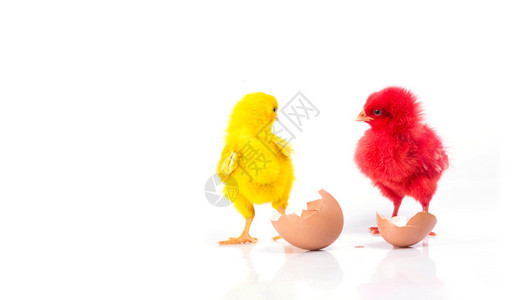 可爱的小黄鸡和红鸡蛋背景图片