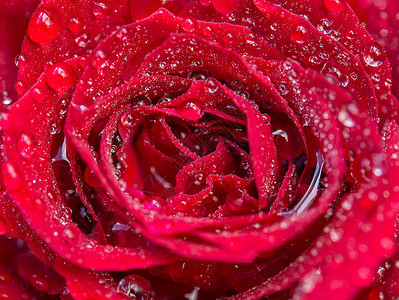关闭与水滴的红色玫瑰花瓣图片