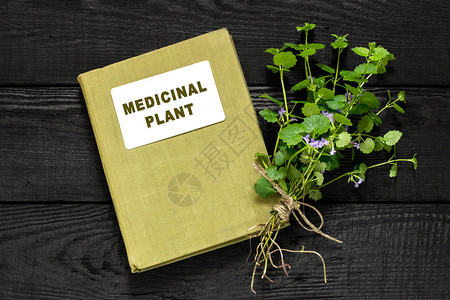 药用植物Glechomahederacea和草药手册用于草药图片