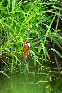 色彩艳丽的鸟常见翠鸟AlcedoAtthis雄与鱼捷克野生动物翠鸟在其自然栖息地的树枝上捕获了一条鱼图片