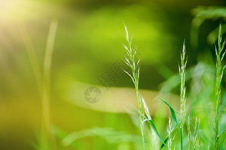 浅焦点的河滨春草宁静的场景春天与绿色的图片