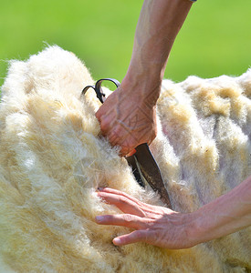 人巧妙地从羊身上剪羊毛图片