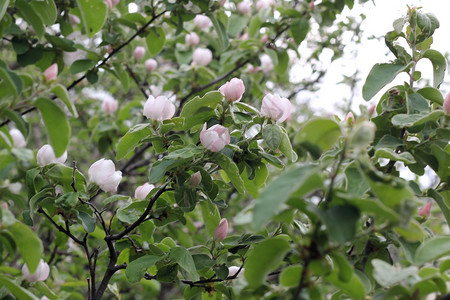 苹果树上的芽苹果图片