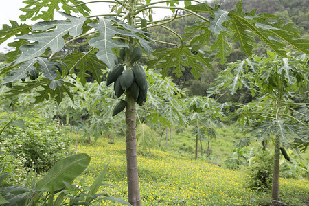 果园农场树上的木瓜果实图片