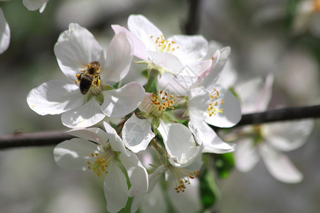 樱桃树花上的蜜蜂图片