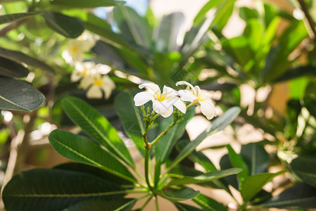 特写美丽的白色鸡蛋花或鸡蛋花在树上图片