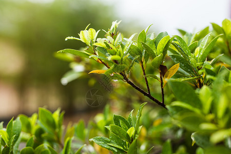 带水滴的植物绿叶特写图片