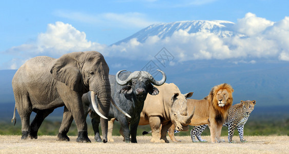 非洲五巨头狮子大象豹图片