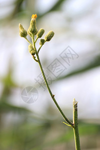 沼泽的枯草和石膏的花朵右边的干茎是切开的图片